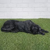Mo the Labrador