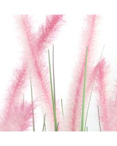 Dogtail grass H80cm in Pot