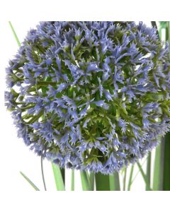 Allium grass H80cm in Pot